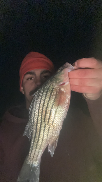 BRONSAN REIS's Yellow Bass 11.5inch, 01-11-26