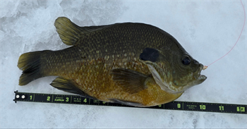 Douglas Farrell's Bluegill 10inch