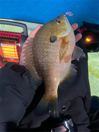 Nick Stomp's Bluegill 10.25inch, 01-24-26