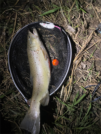 Noah Dixon's Brown Trout 22.89inch, 01-24-26