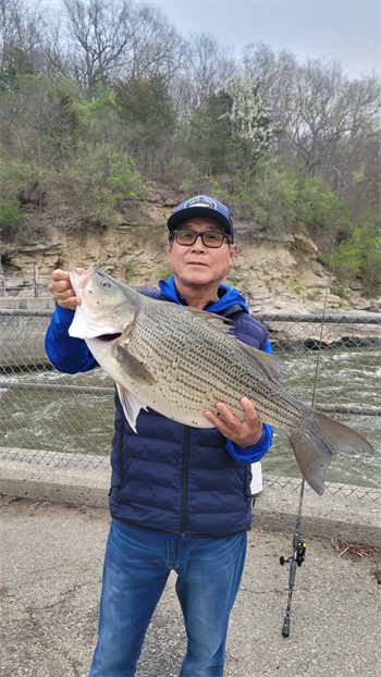 Bok Kim's Wiper (Hybrid Striped Bass) 29.5inch, 01-25-26