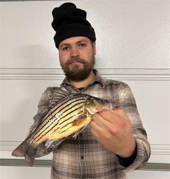 Benjamin Frostestad's Yellow Bass 10.25inch