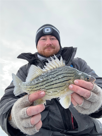 DEREK WILKINS's Yellow Bass 11.5inch