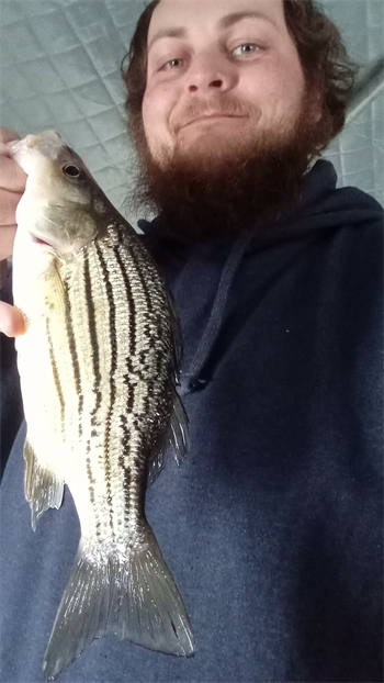 Adam Merritt's Yellow Bass 11inch