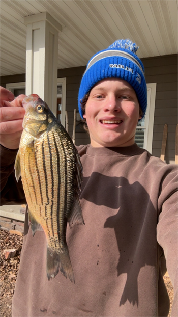 GRANT MEYER's Yellow Bass 11.5inch