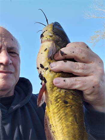 CLAY GRONEN's Black Bullhead 15.25inch, 04-16-26