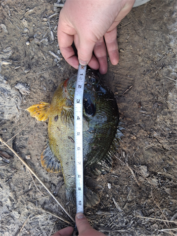 JAMES O'BRIEN's Green Sunfish 10.5inch, 05-14-26