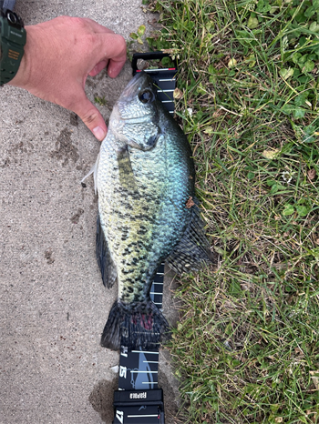 ADAM SCOTT's White Crappie 14inch, 05-18-26