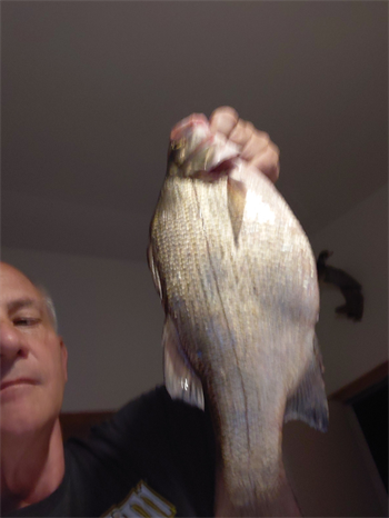 CLAY GRONEN's White Bass 17inch, 05-23-26