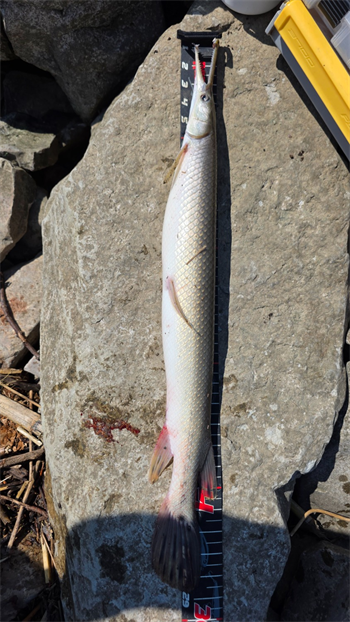 COLTON ROBERTS's Shortnose gar 28.5inch