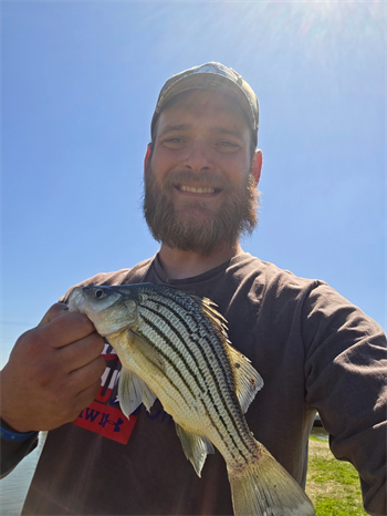 PHOENIX SHELTON's Yellow Bass 11inch