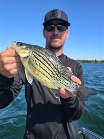 MITCHELL VANOTTERLOO's Yellow Bass 12.75inch