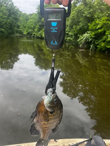 BRADY MARTIN's Bluegill 10inch, 05-29-26