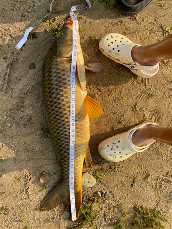 Owen Petersen's Common Carp 34inch, 06-05-26