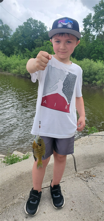 Alexander's Bluegill