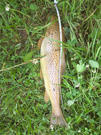 Thomas Vergeront's Brown Trout 20inch, 06-09-26