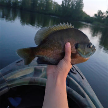 Christian Delzer's Bluegill 10inch, 06-09-26