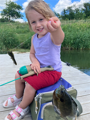 Charlotte's Bluegill