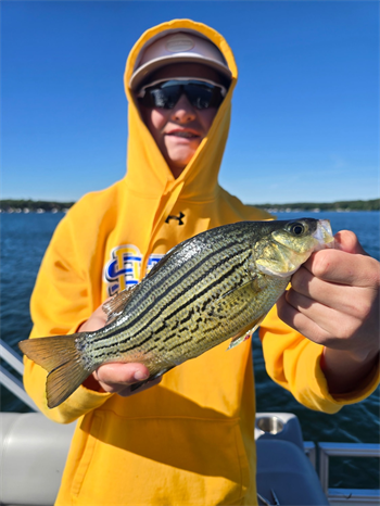 JUDE BLOCK's Yellow Bass 11.5inch, 06-16-26