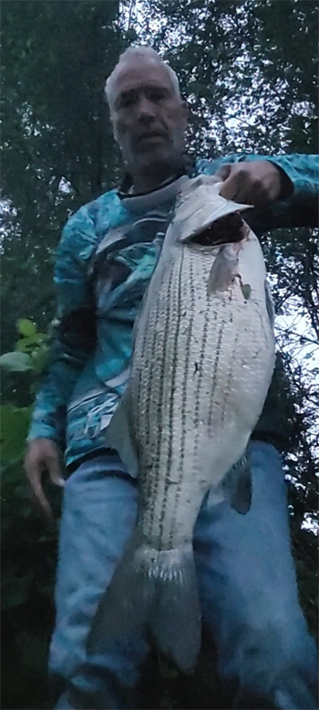 CREIGHTON WHITEHILL's Wiper (Hybrid Striped Bass) 27inch, 06-17-26