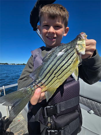 Caleb Davis's Yellow Bass 12inch