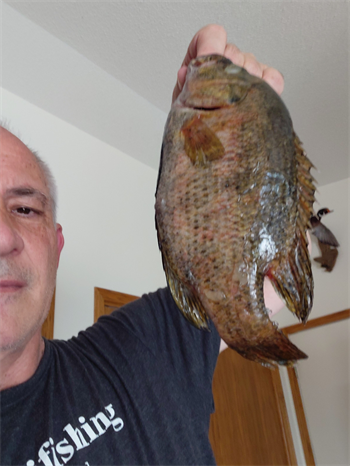 CLAY GRONEN's Rock Bass 10.25inch, 06-24-26
