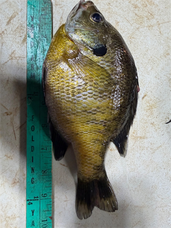 JOHN RUTZ's Bluegill 10inch, 06-25-26