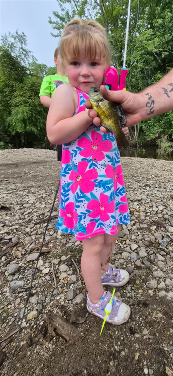 Josie's Bluegill