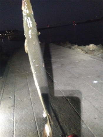 SHAUN GRAF's Shortnose gar 26inch, 07-12-26