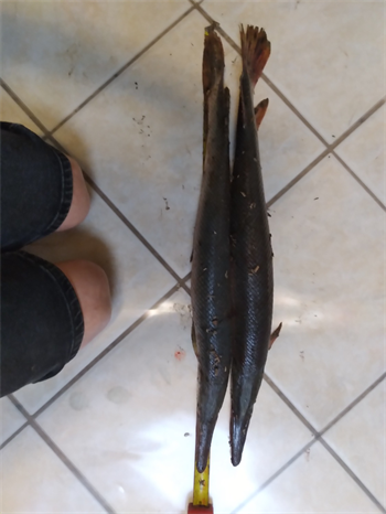SHAUN GRAF's Shortnose gar 26inch, 07-12-26
