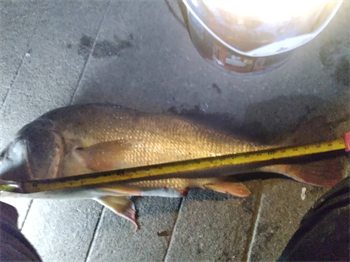 SHAUN GRAF's Freshwater Drum 30inch, 07-16-26