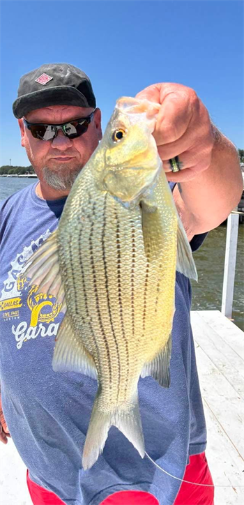 Andrew Wilson's White Bass 17inch, 07-21-26