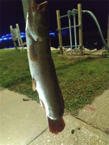 SHAUN GRAF's Bowfin 26.5inch, 07-22-26