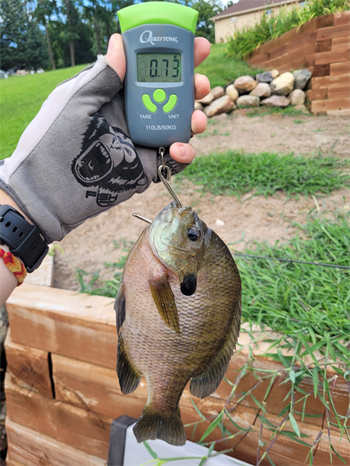 GAGE CAMPBELL's Bluegill 10inch, 07-22-26