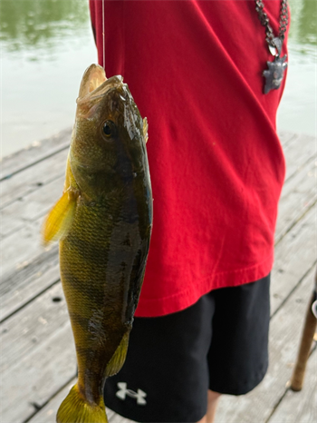 Wyatt Cheney's Yellow Perch 13inch, 07-25-26