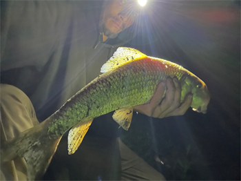 WILLIE VEAL's Silver Redhorse 23inch, 07-25-26
