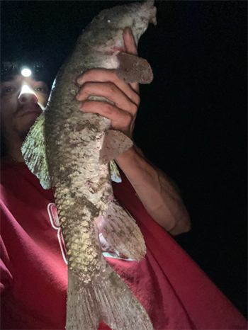 WILLIE VEAL's Silver Redhorse 22inch, 07-25-26
