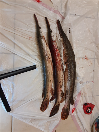 SHAUN GRAF's Shortnose gar 29inch, 08-04-26
