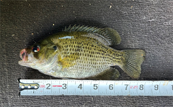 KURT SMITH's Rock Bass 8inch, 08-03-26