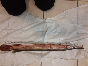 SHAUN GRAF's Shortnose gar 27.75inch