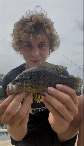 Walker Riggan's Warmouth 8inch, 08-18-26