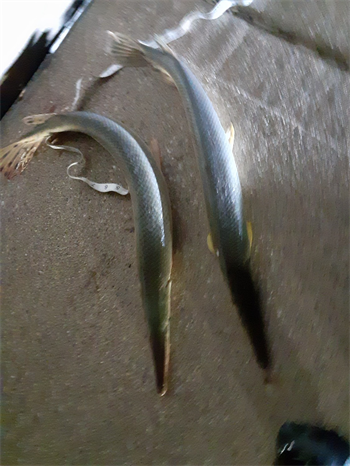 SHAUN GRAF's Shortnose gar 27.25inch, 08-19-26
