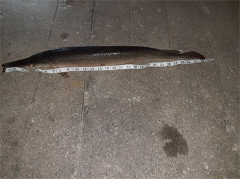 SHAUN GRAF's Shortnose gar 28inch, 08-27-26