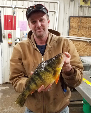 ROYCE KRUMMEN's Yellow Perch 16.4inch, 02-16-19