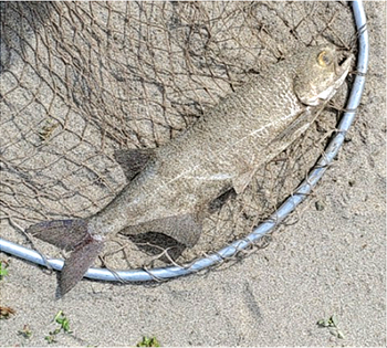 WILLIAM BYRNE's Mooneye 15inch, 07-22-22