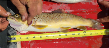 Adrian Schultz's Brook Trout 15.5inch, 06-04-23