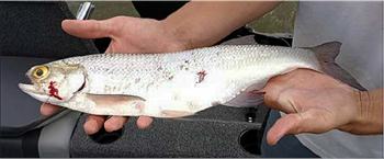 JOHN KARNETT's Goldeye 16.5inch, 09-27-23