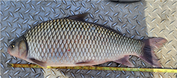 Gregory Gelwicks's River carpsucker 22inch, 02-27-24