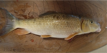 MICHEAL LIDDLE's White Sucker 21inch, 04-04-24