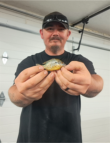 Leland Skinner's Orangespotted sunfish 3.3inch, 06-04-24